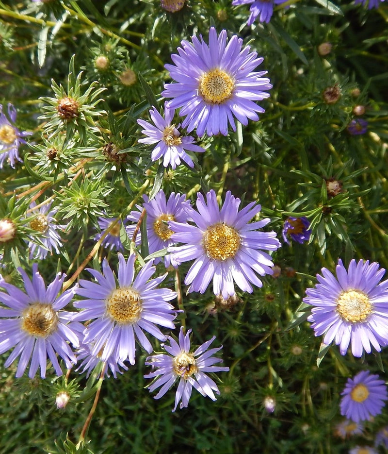 Midwest Wildflower Mix